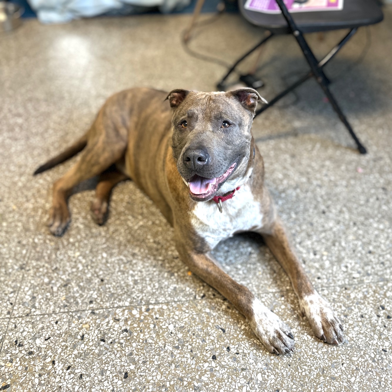 Enlarge Odie, a Adoptable Mixed Breed in Reisterstown, MD image 3/5