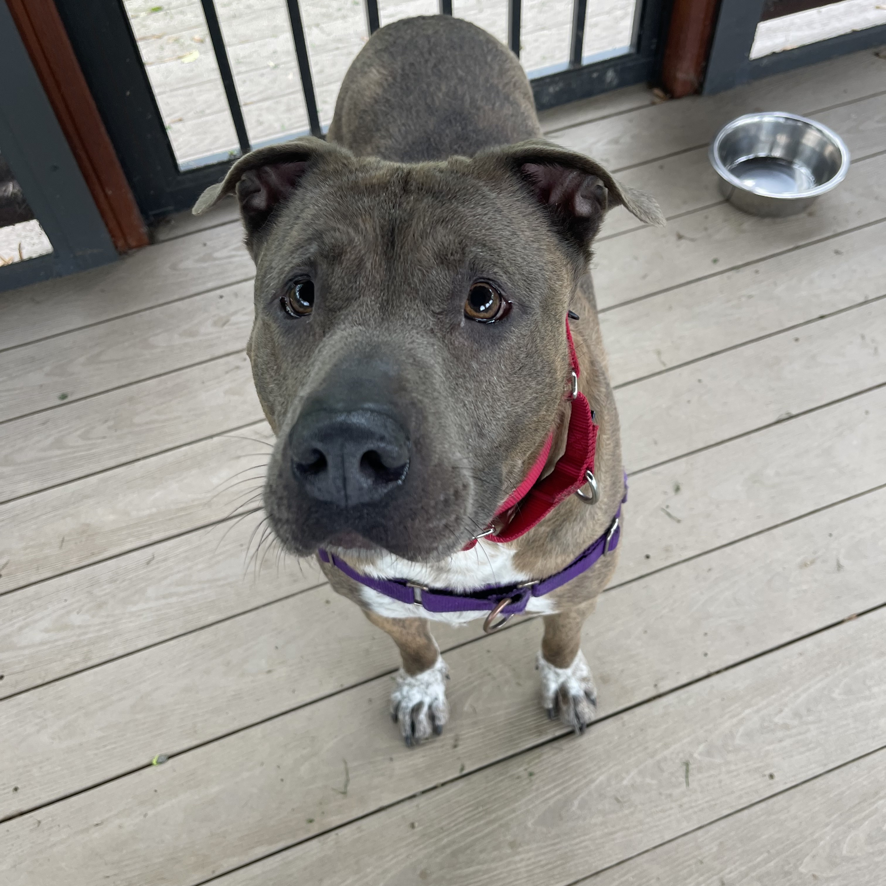 Enlarge Odie, a Adoptable Mixed Breed in Reisterstown, MD image 5/5