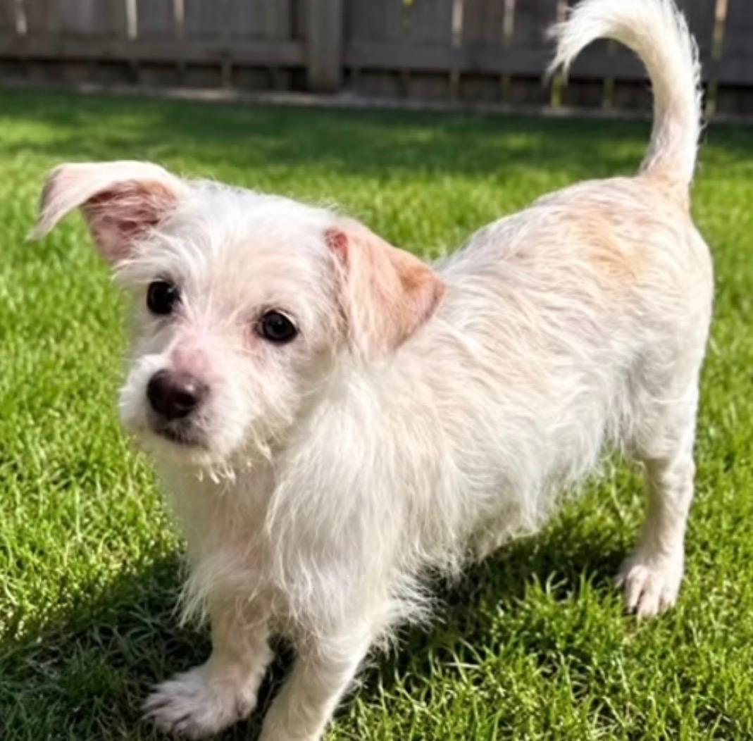 Dobby, ADOPTABLE, Puppy Male Maltese & Wirehaired Terrier.