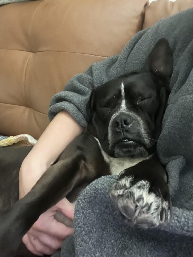 Apple, Adoptable, Young Female French Bulldog & Boston Terrier.