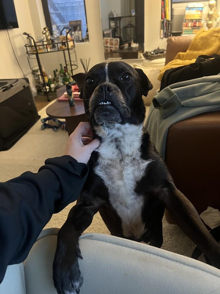 Apple, a Adoptable mixed breed in Manhattan, NY image 2/3