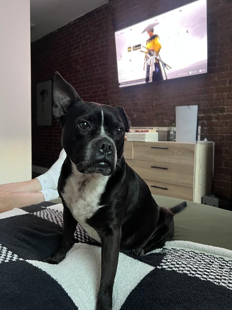 Apple, a Adoptable mixed breed in Manhattan, NY image 3/3