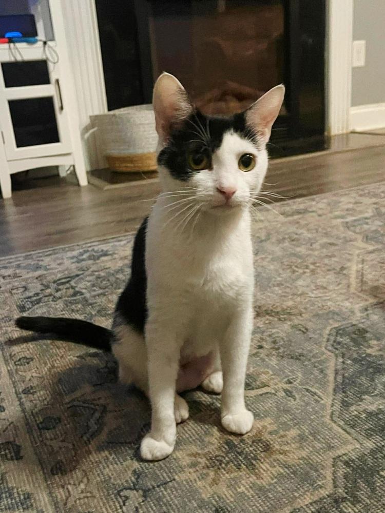 Remington, Adoptable, Adult Female Domestic Short Hair.