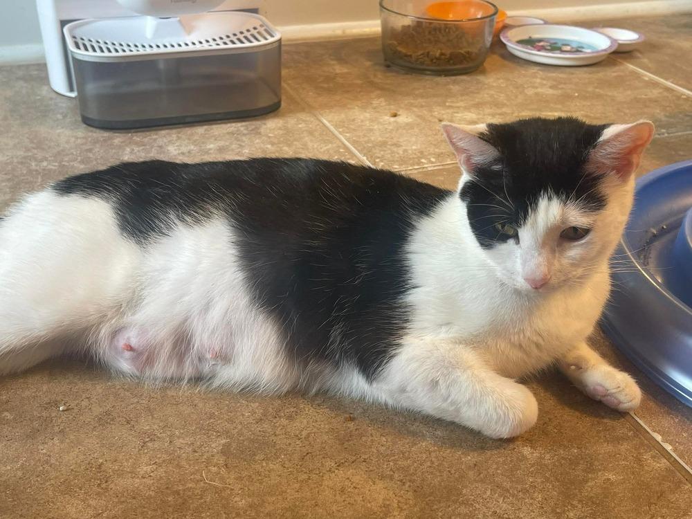 Remington, Adoptable, Adult Female Domestic Short Hair.