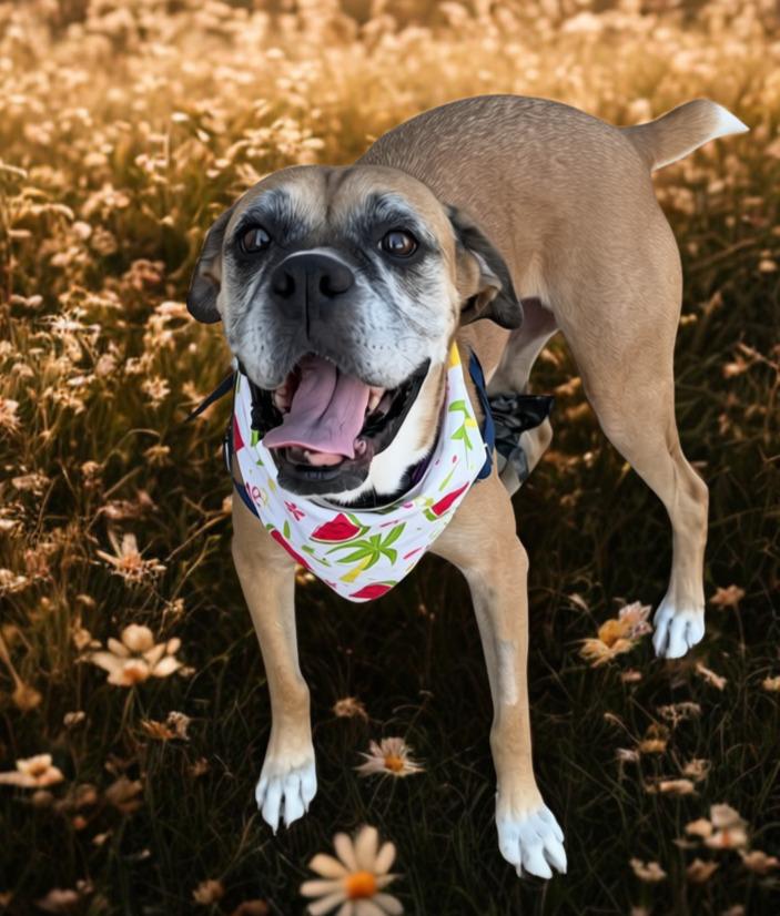 Enlarge Amelia Bedelia, a Adoptable Boxer in Denver, CO image 1/6