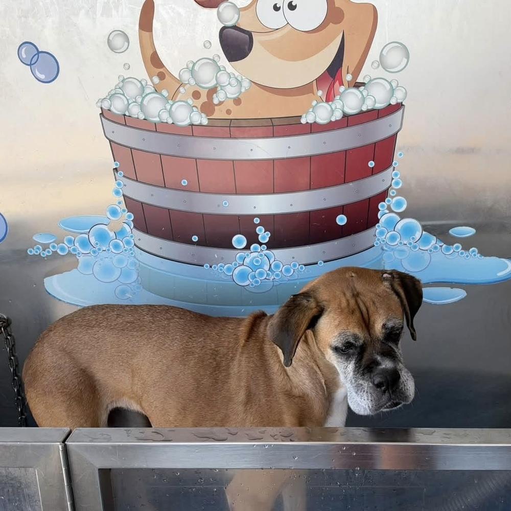 Enlarge Amelia Bedelia, a Adoptable Boxer in Denver, CO image 2/6