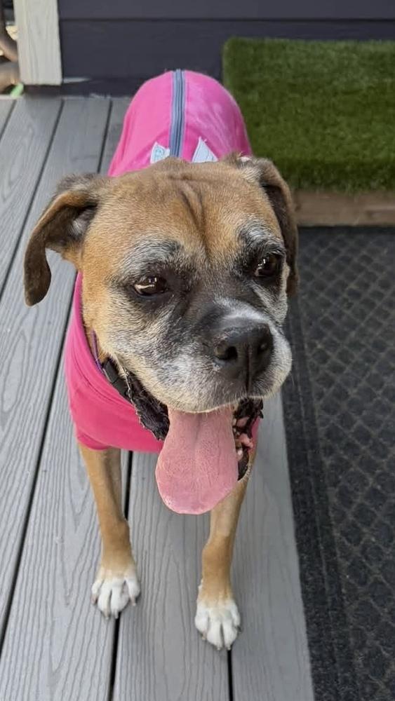 Enlarge Amelia Bedelia, a Adoptable Boxer in Denver, CO image 3/6