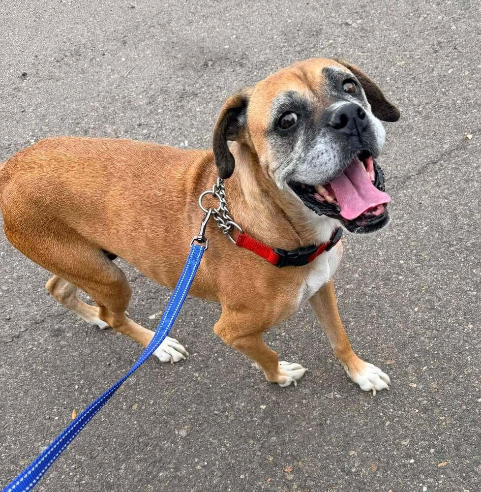 Enlarge Amelia Bedelia, a Adoptable Boxer in Denver, CO image 4/6