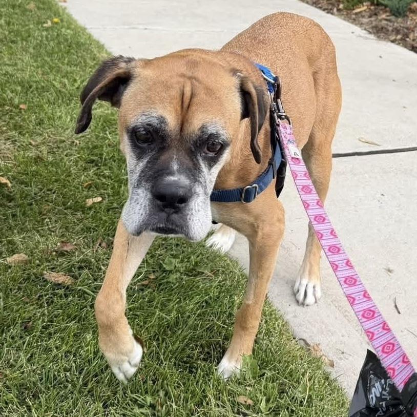 Enlarge Amelia Bedelia, a Adoptable Boxer in Denver, CO image 6/6