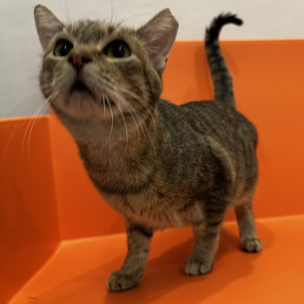 Burdock, Adoptable, Senior Male Domestic Short Hair.