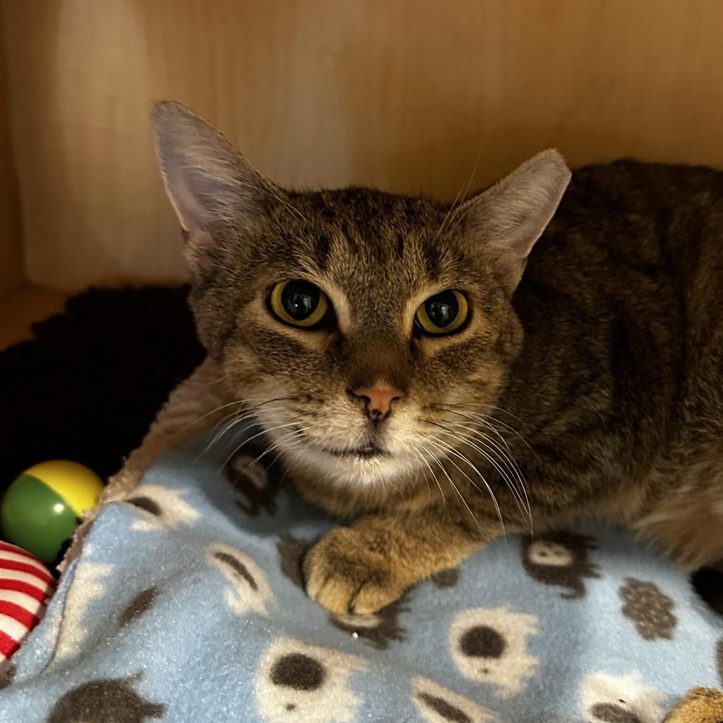 Enlarge Burdock, a Adoptable Domestic Short Hair in Washington Township, OH image 2/6