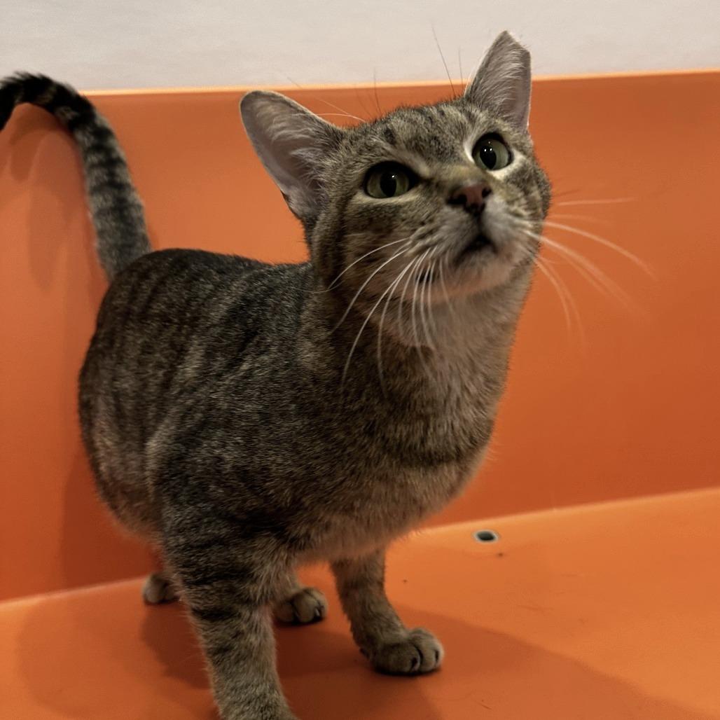 Enlarge Burdock, a Adoptable Domestic Short Hair in Washington Township, OH image 3/6