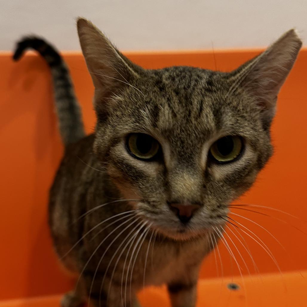 Enlarge Burdock, a Adoptable Domestic Short Hair in Washington Township, OH image 4/6