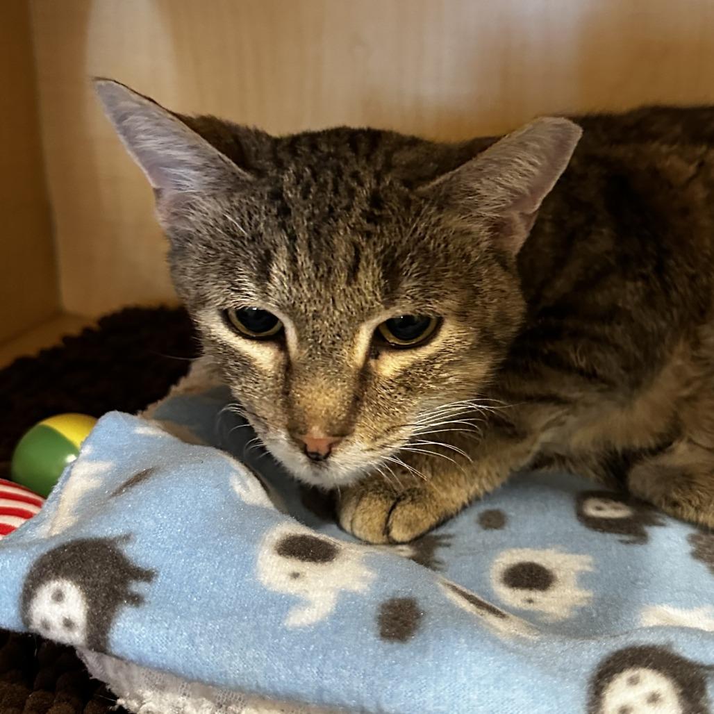 Enlarge Burdock, a Adoptable Domestic Short Hair in Washington Township, OH image 5/6