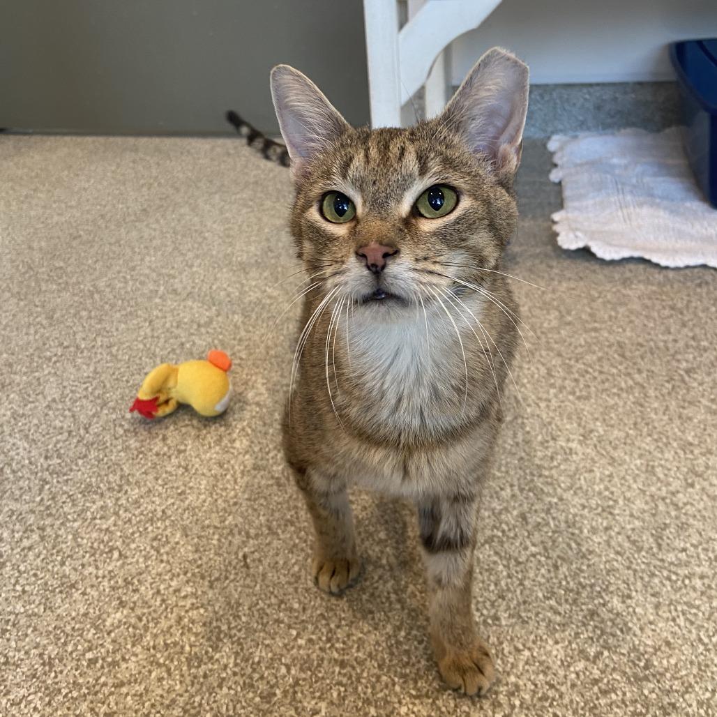 Enlarge Burdock, a Adoptable Domestic Short Hair in Washington Township, OH image 6/6