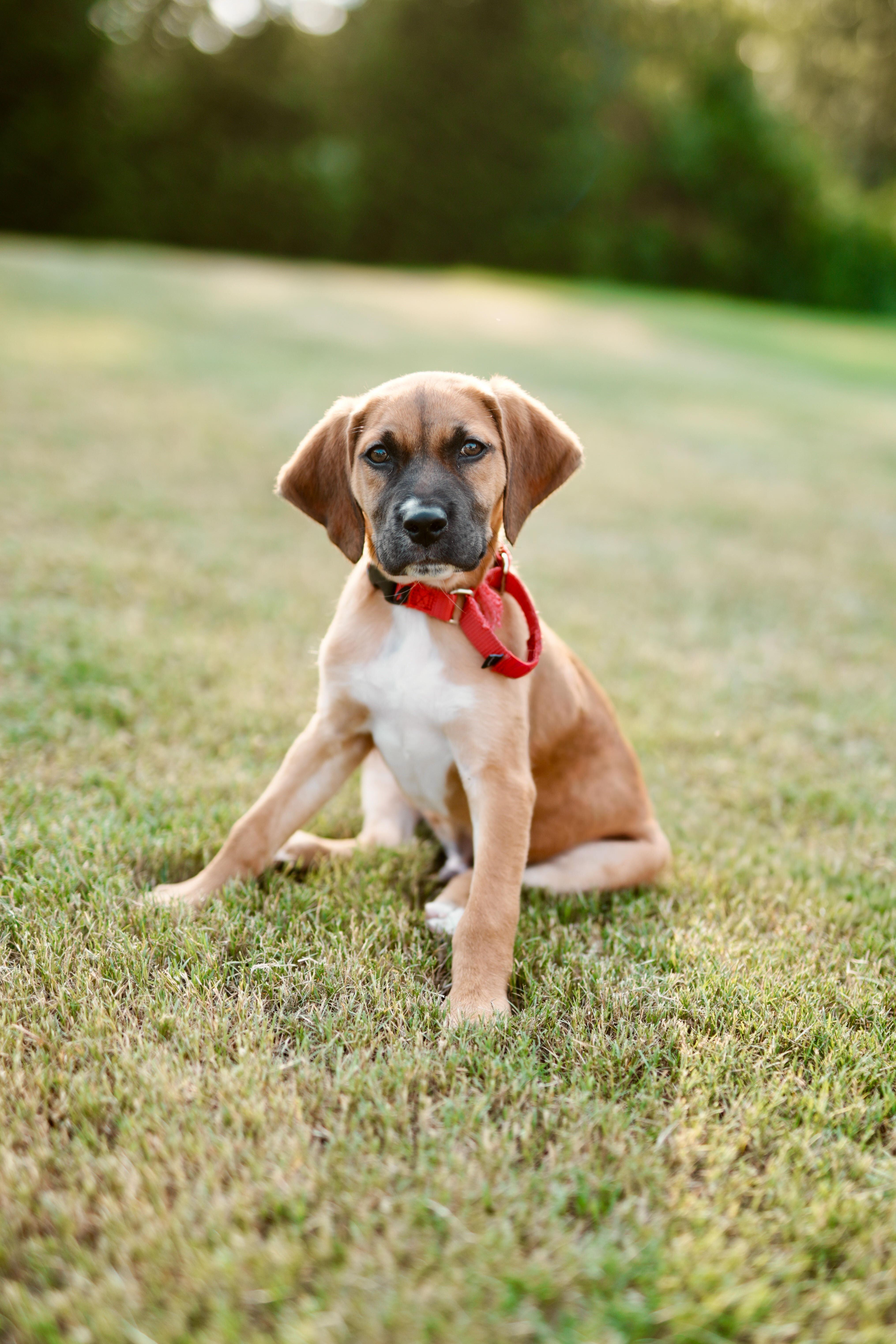 Enlarge Staal (adoption application www.usdogcoalition.org/adoptions), a ADOPTABLE mixed breed in Fuquay Varina, NC image 1/6