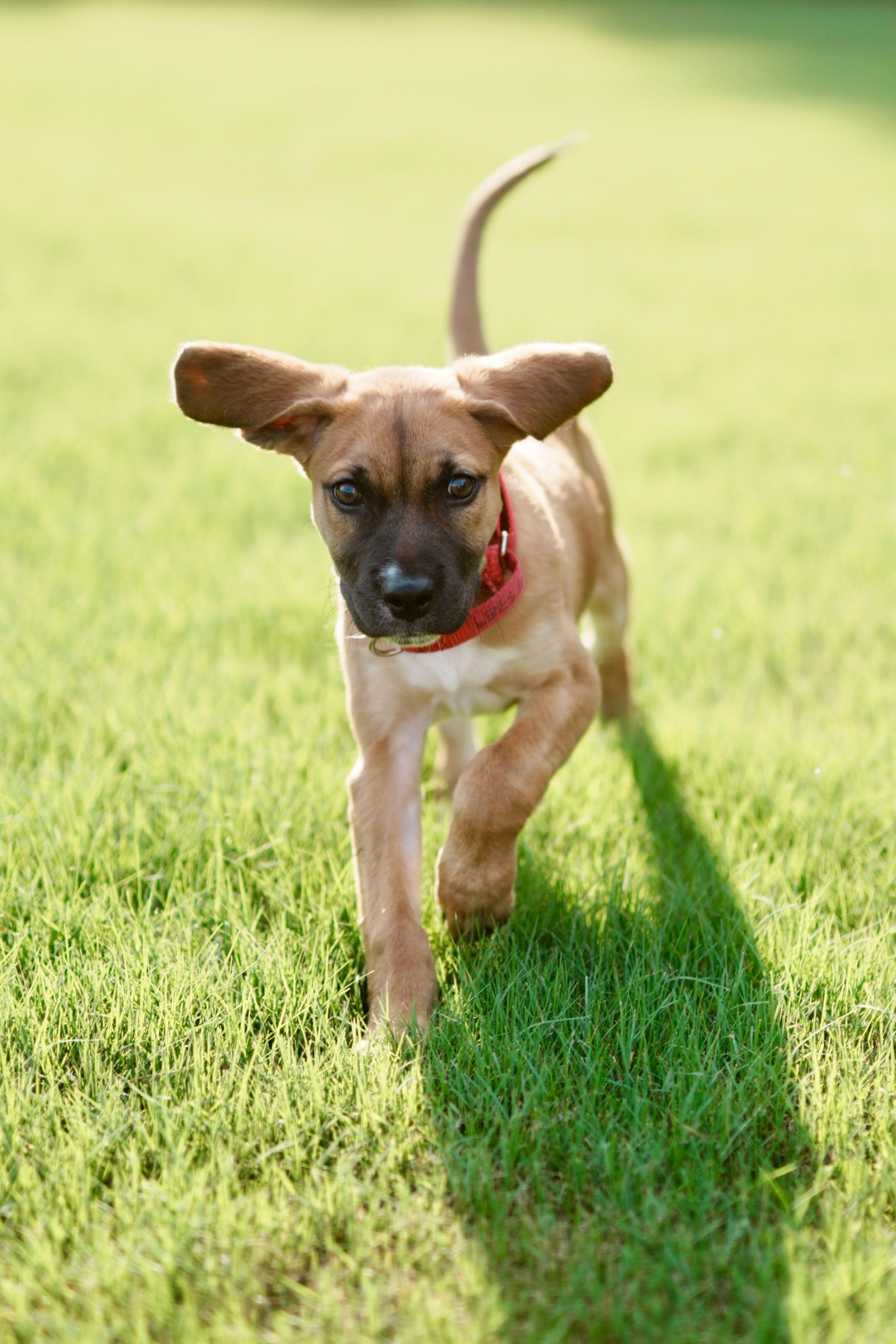 Enlarge Staal (adoption application www.usdogcoalition.org/adoptions), a ADOPTABLE mixed breed in Fuquay Varina, NC image 4/6