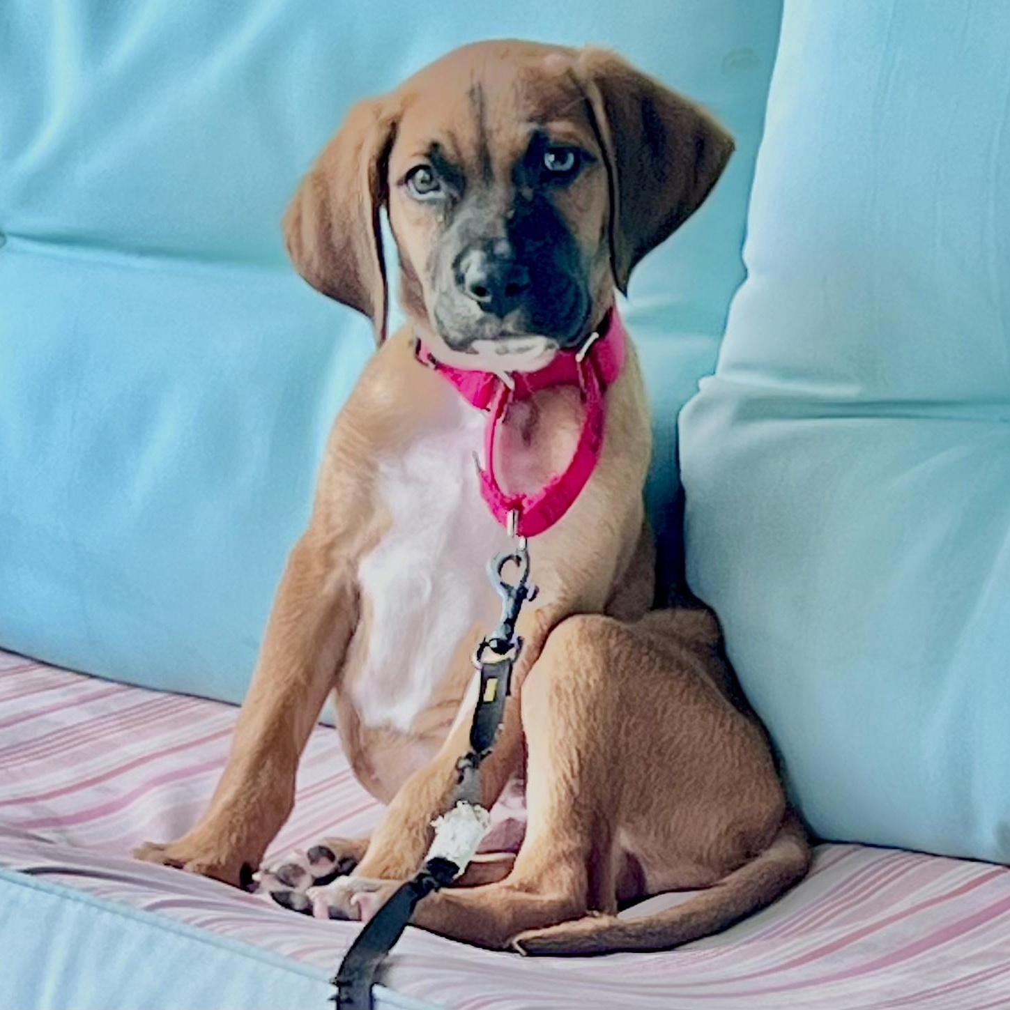 Staal (adoption application www.usdogcoalition.org/adoptions), ADOPTABLE, Puppy Male Labrador Retriever.
