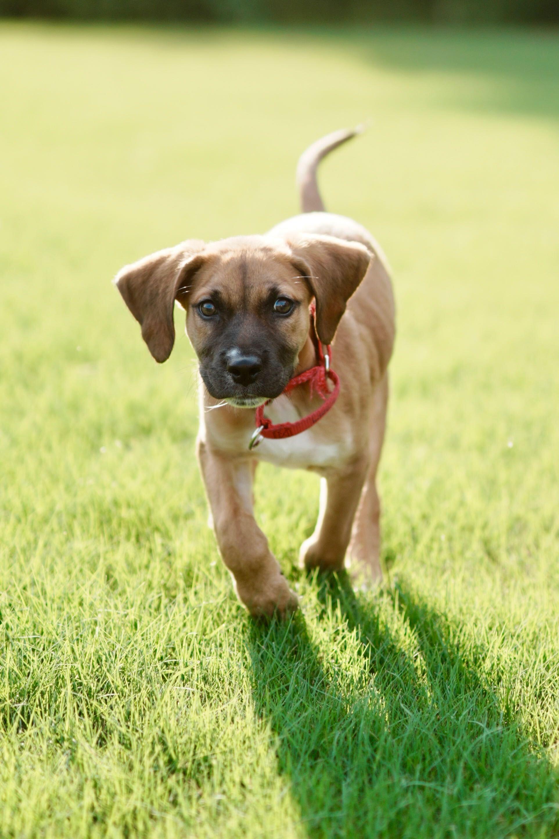 Enlarge Staal (adoption application www.usdogcoalition.org/adoptions), a ADOPTABLE mixed breed in Fuquay Varina, NC image 6/6