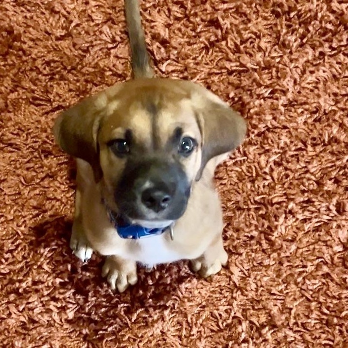 Staal (adoption application www.usdogcoalition.org/adoptions), a ADOPTABLE mixed breed in Fuquay Varina, NC image 2/5
