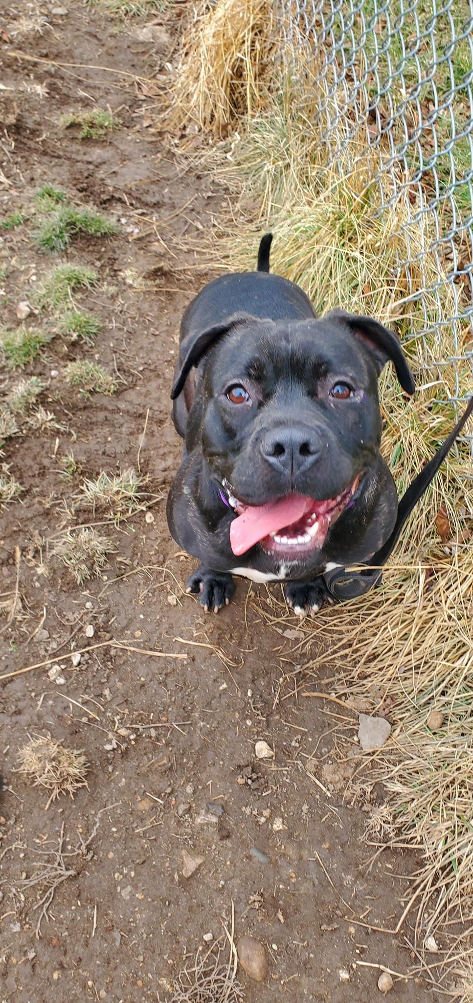 Kenzie, ADOPTABLE, Young Female Pit Bull Terrier & American Bulldog.