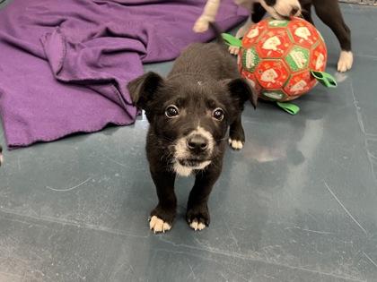 Ladle, Adoptable, Puppy Male Cattle Dog & Mixed Breed.