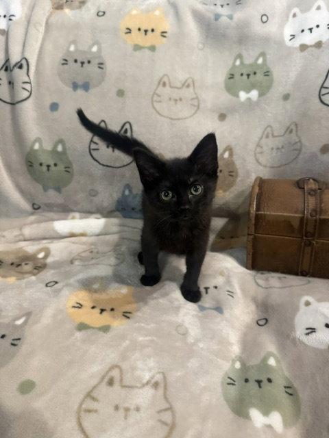 Enlarge Annie (5054), a Adoptable Domestic Short Hair in Wesley Chapel, FL image 1/1