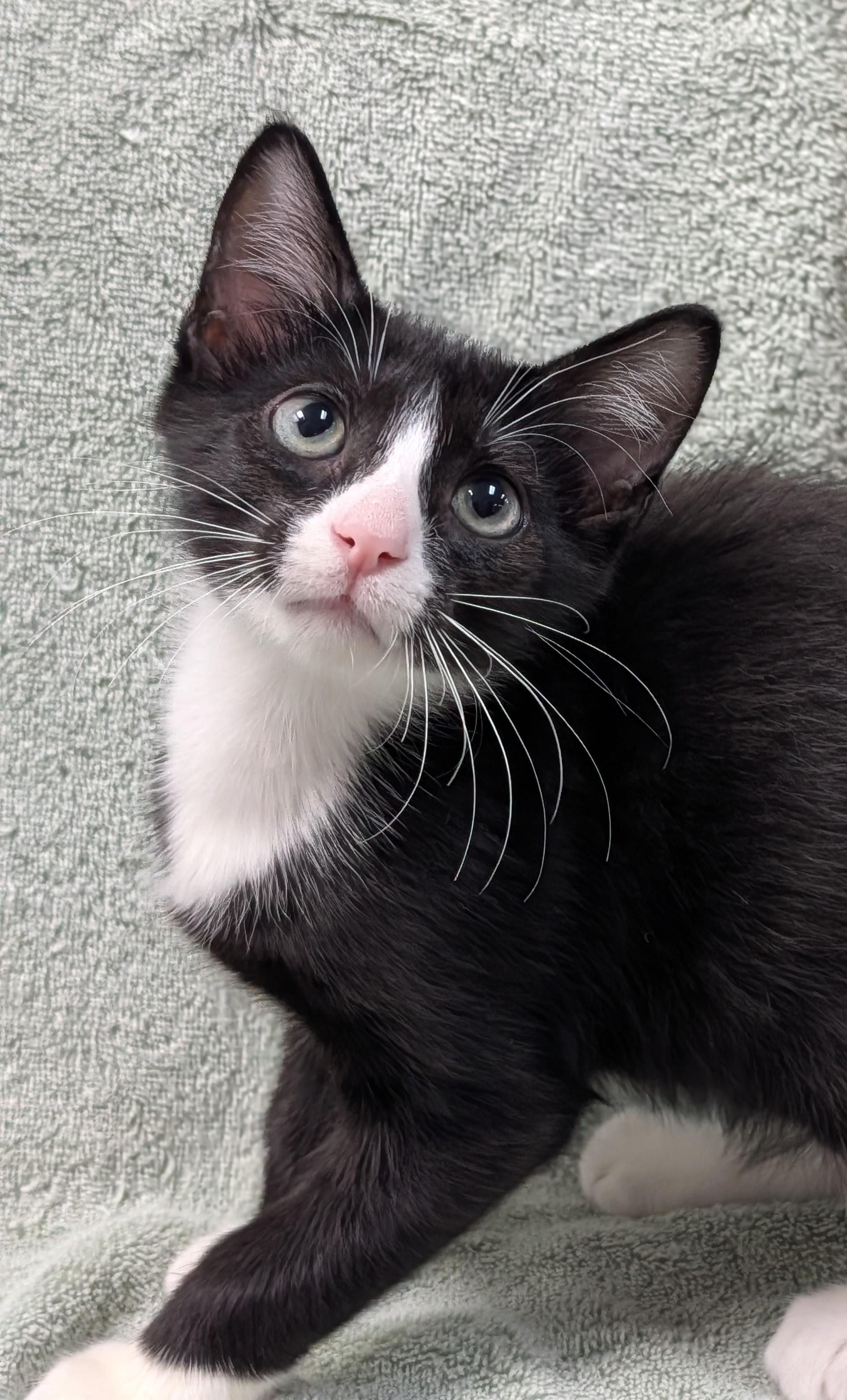 Enlarge Sturgis, a Adoptable Domestic Short Hair in Decatur, IL image 1/1