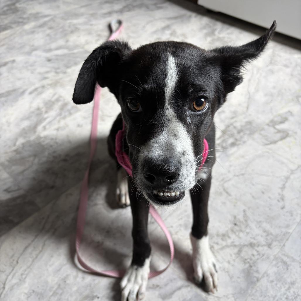 Echo, Adoptable, Young Female Mixed Breed.