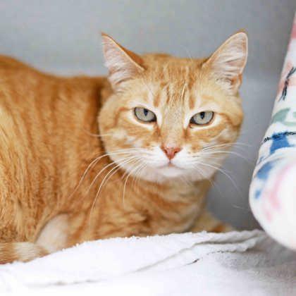 Enlarge Bastet, a Adoptable mixed breed in Atlanta, GA image 1/3