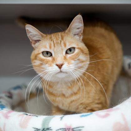 Enlarge Bastet, a Adoptable mixed breed in Atlanta, GA image 2/3