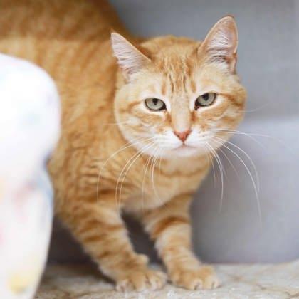 Enlarge Bastet, a Adoptable mixed breed in Atlanta, GA image 3/3