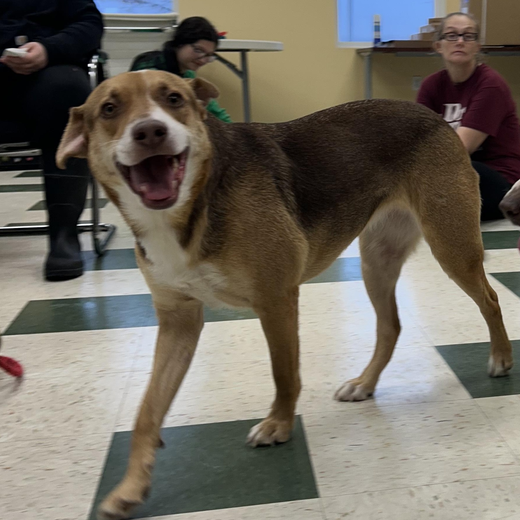 Enlarge Baby, a ADOPTABLE mixed breed in St. Joseph, MI image 1/1