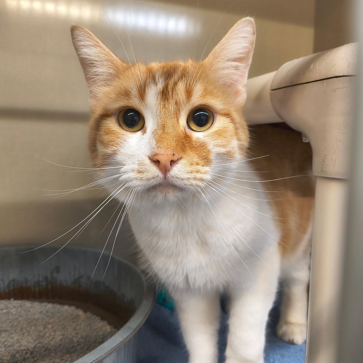 Weasley, adopted, Adult Male Domestic Short Hair.