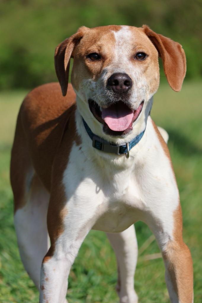 Enlarge Eclair, a Adoptable mixed breed in Columbia, TN image 2/5