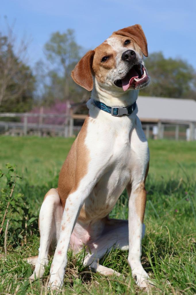 Enlarge Eclair, a Adoptable mixed breed in Columbia, TN image 4/5