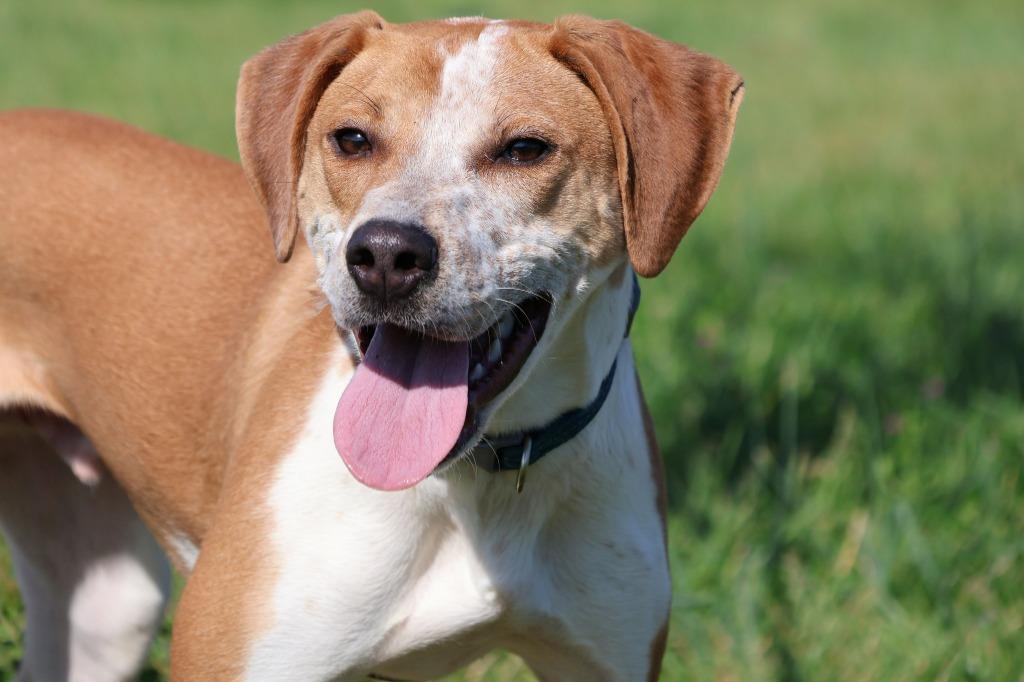 Enlarge Eclair, a Adoptable mixed breed in Columbia, TN image 5/5