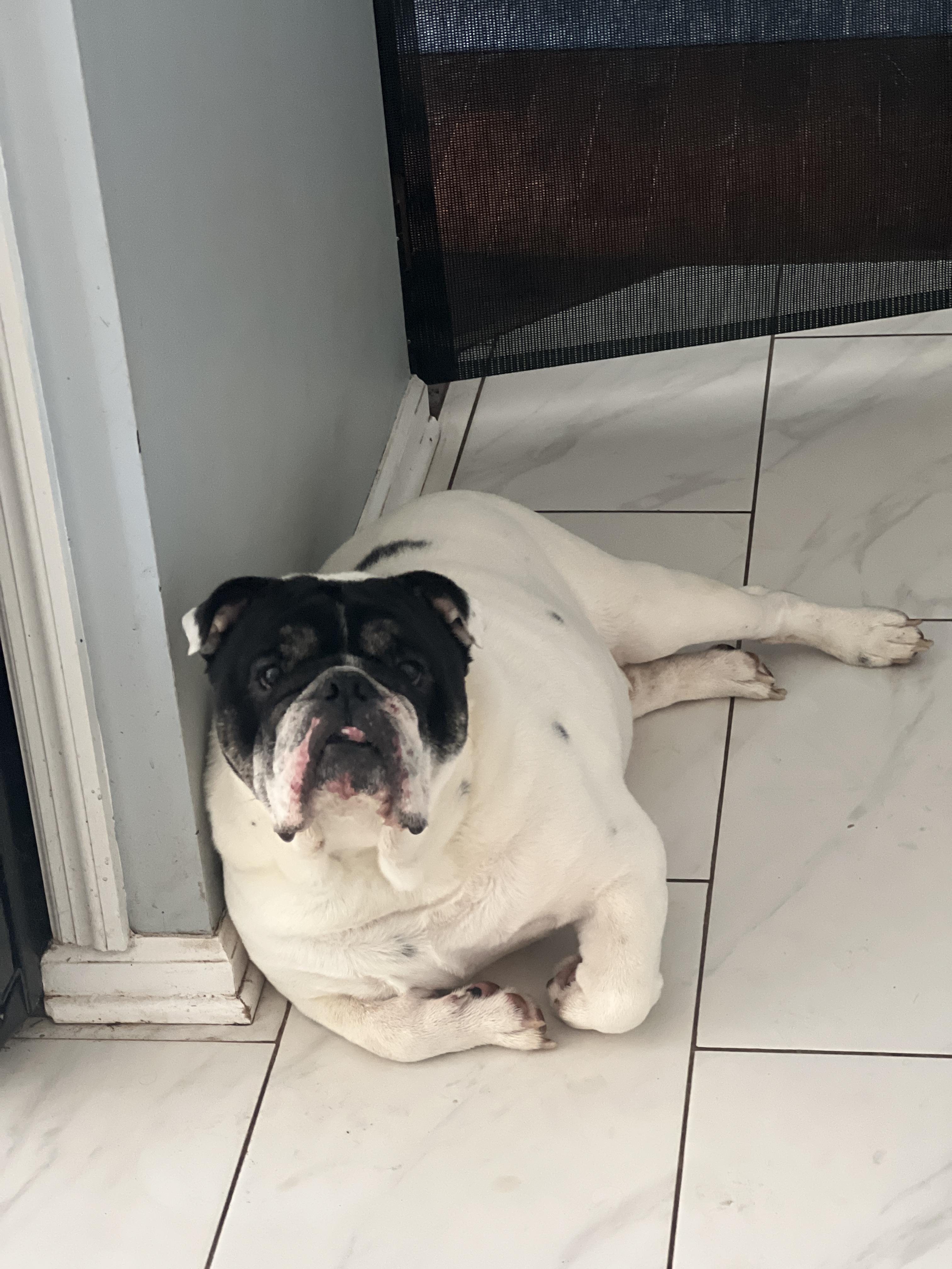 Enlarge Blue, a Adopted English Bulldog in Lexington, KY image 6/6