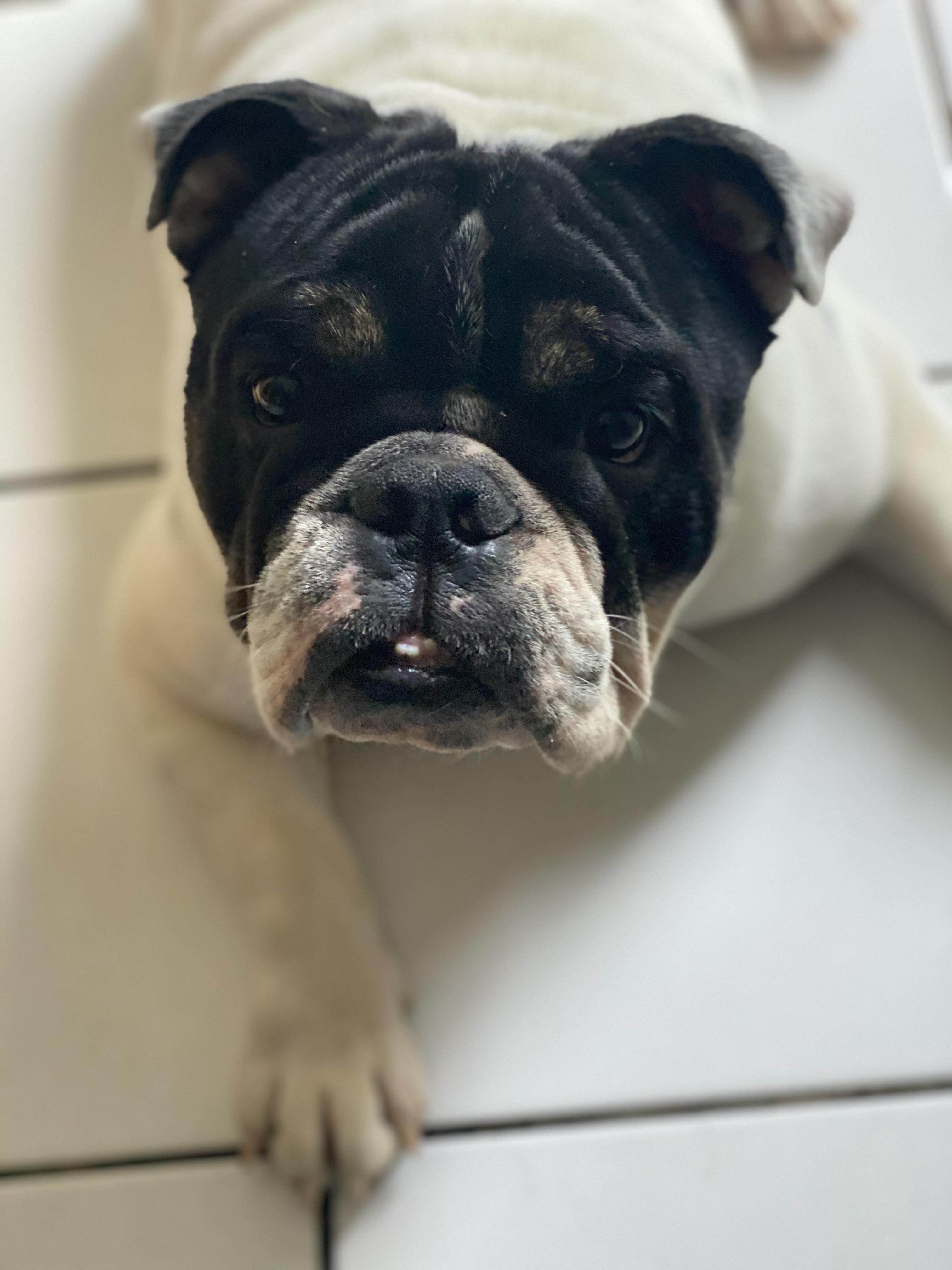 Blue, Adopted, Adult Male English Bulldog.