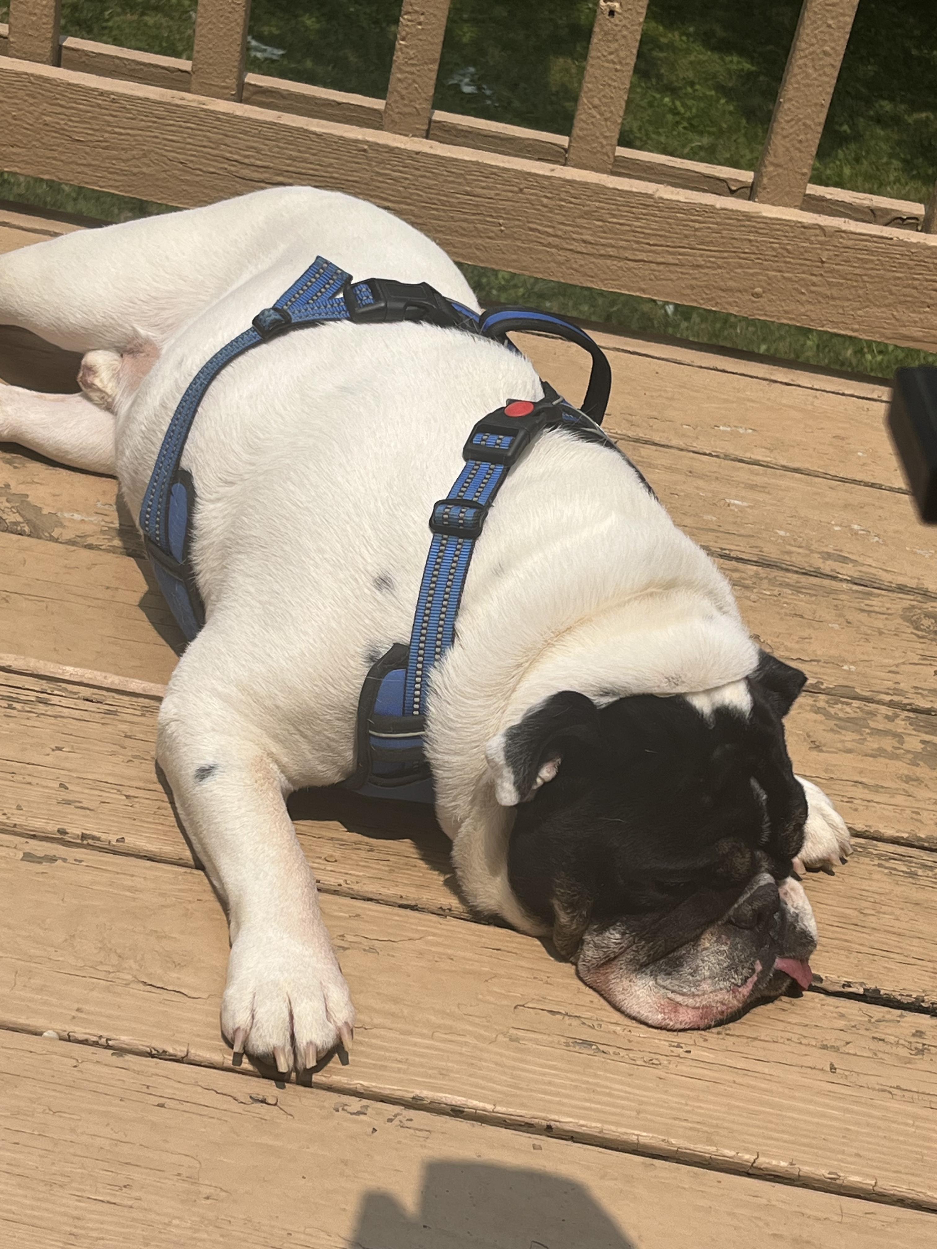 Enlarge Blue, a Adopted English Bulldog in Lexington, KY image 2/6