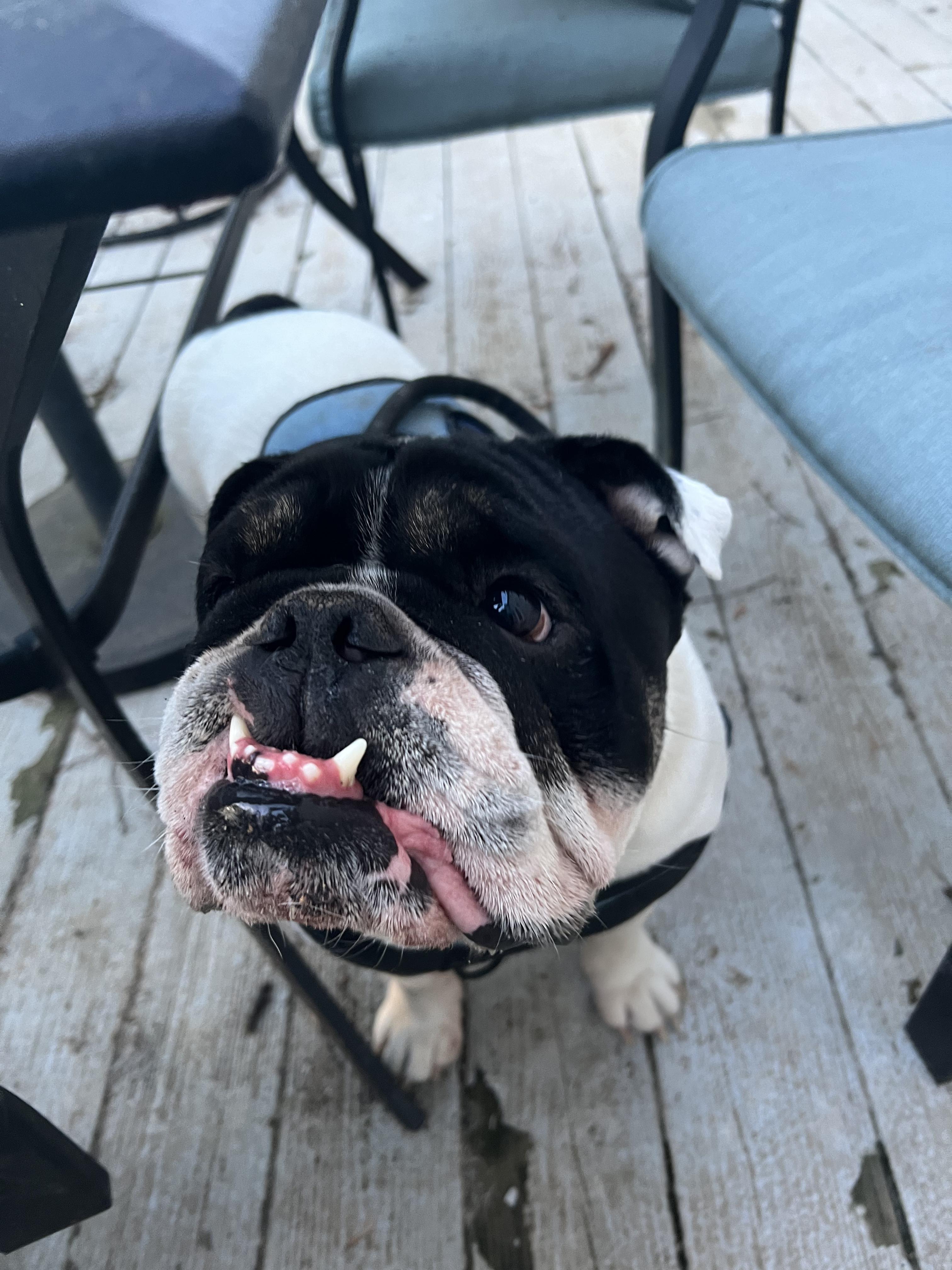 Enlarge Blue, a Adopted English Bulldog in Lexington, KY image 3/6