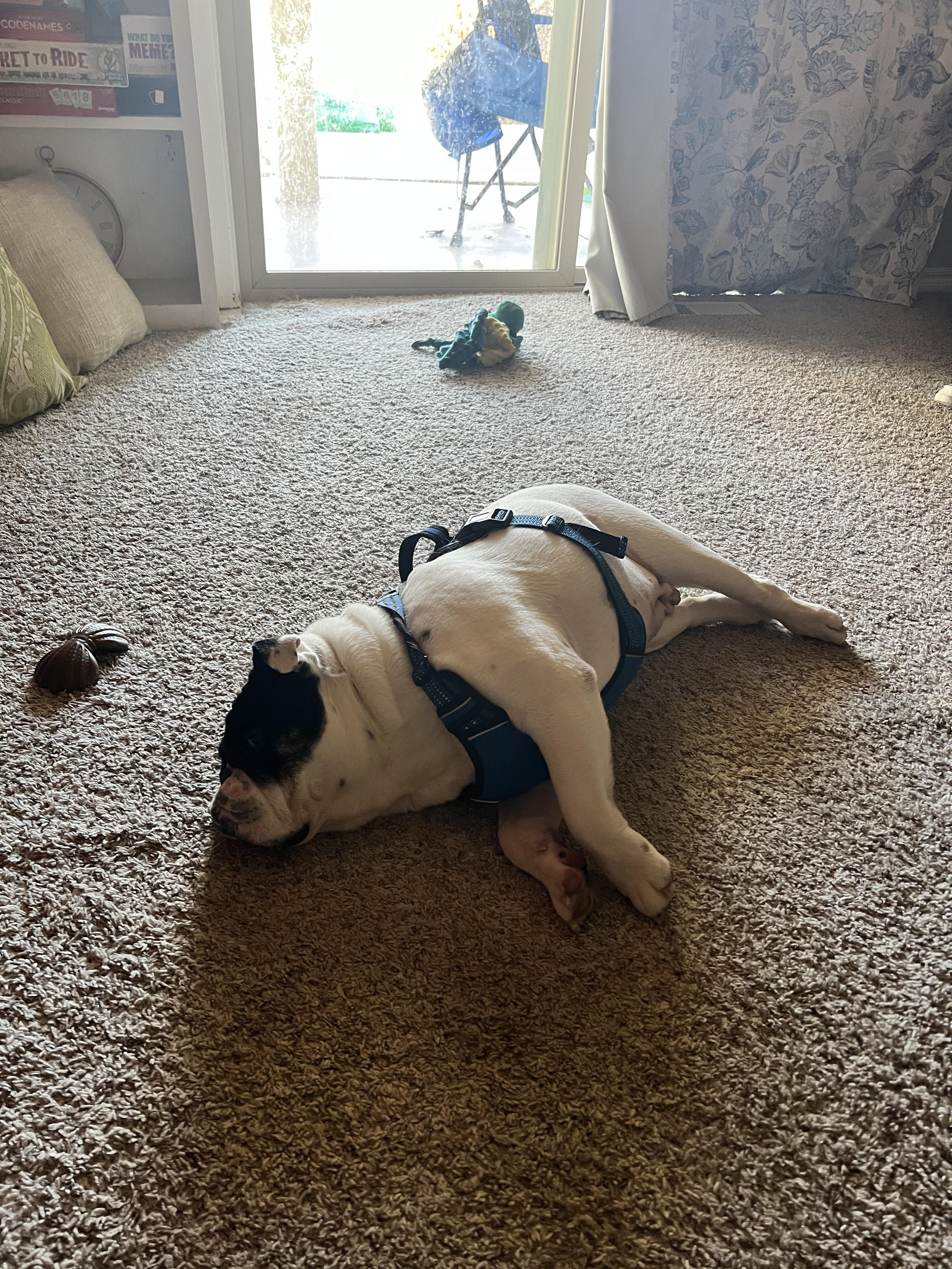 Enlarge Blue, a Adopted English Bulldog in Lexington, KY image 4/6