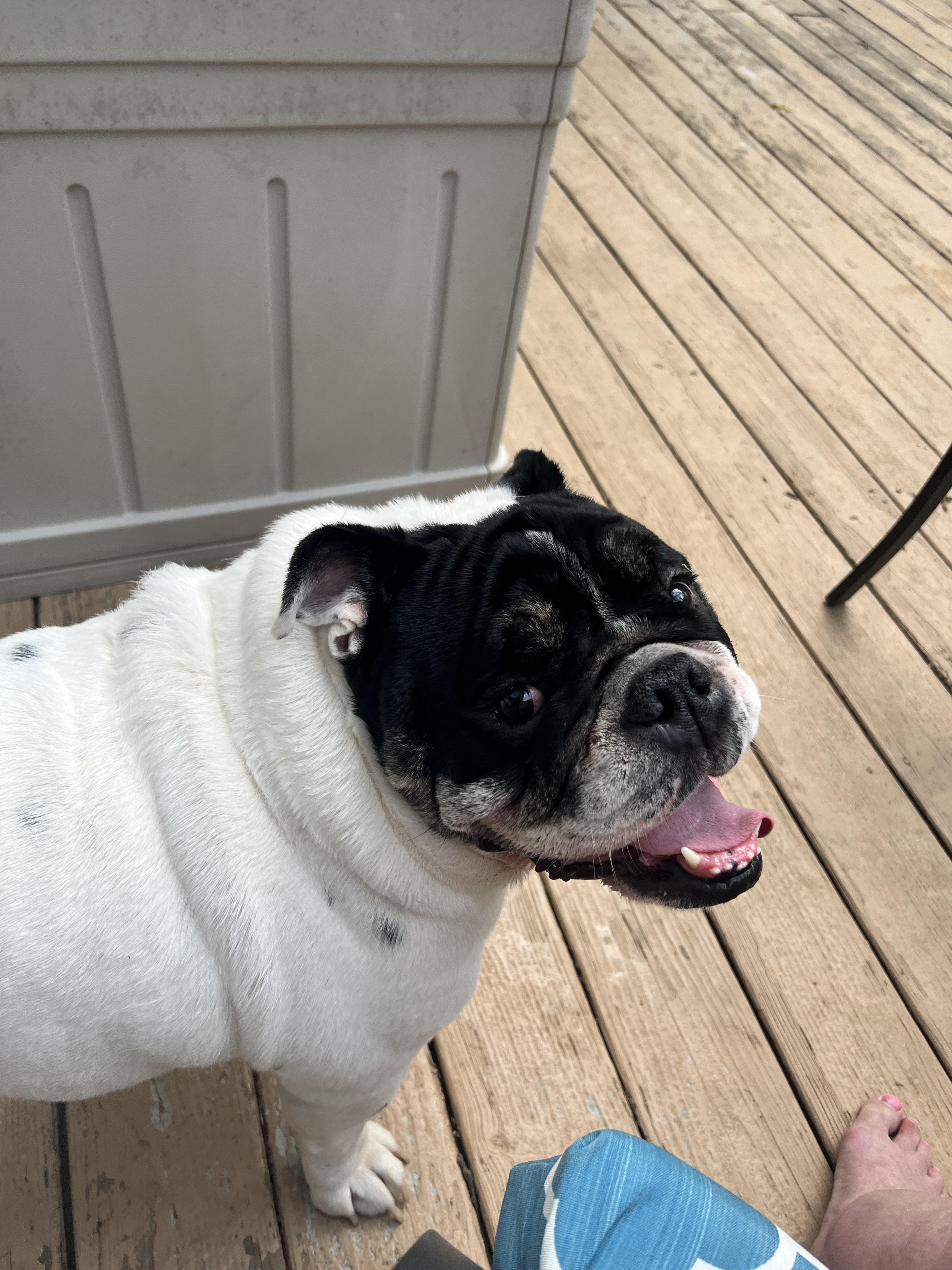 Enlarge Blue, a Adopted English Bulldog in Lexington, KY image 5/6
