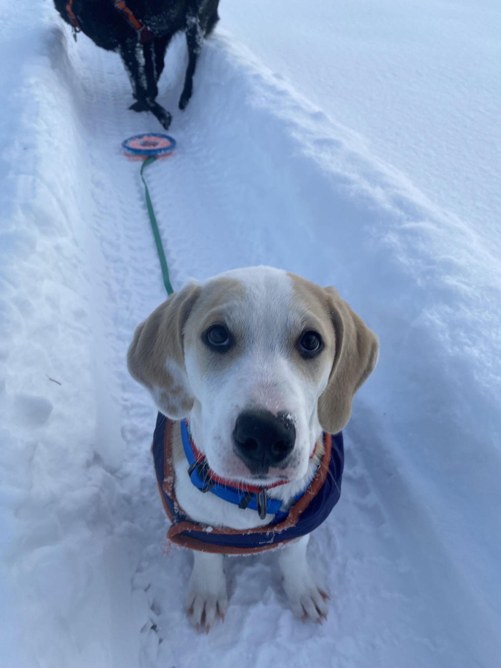 Pete, a Adoptable Hound in Springville, NY image 1/3