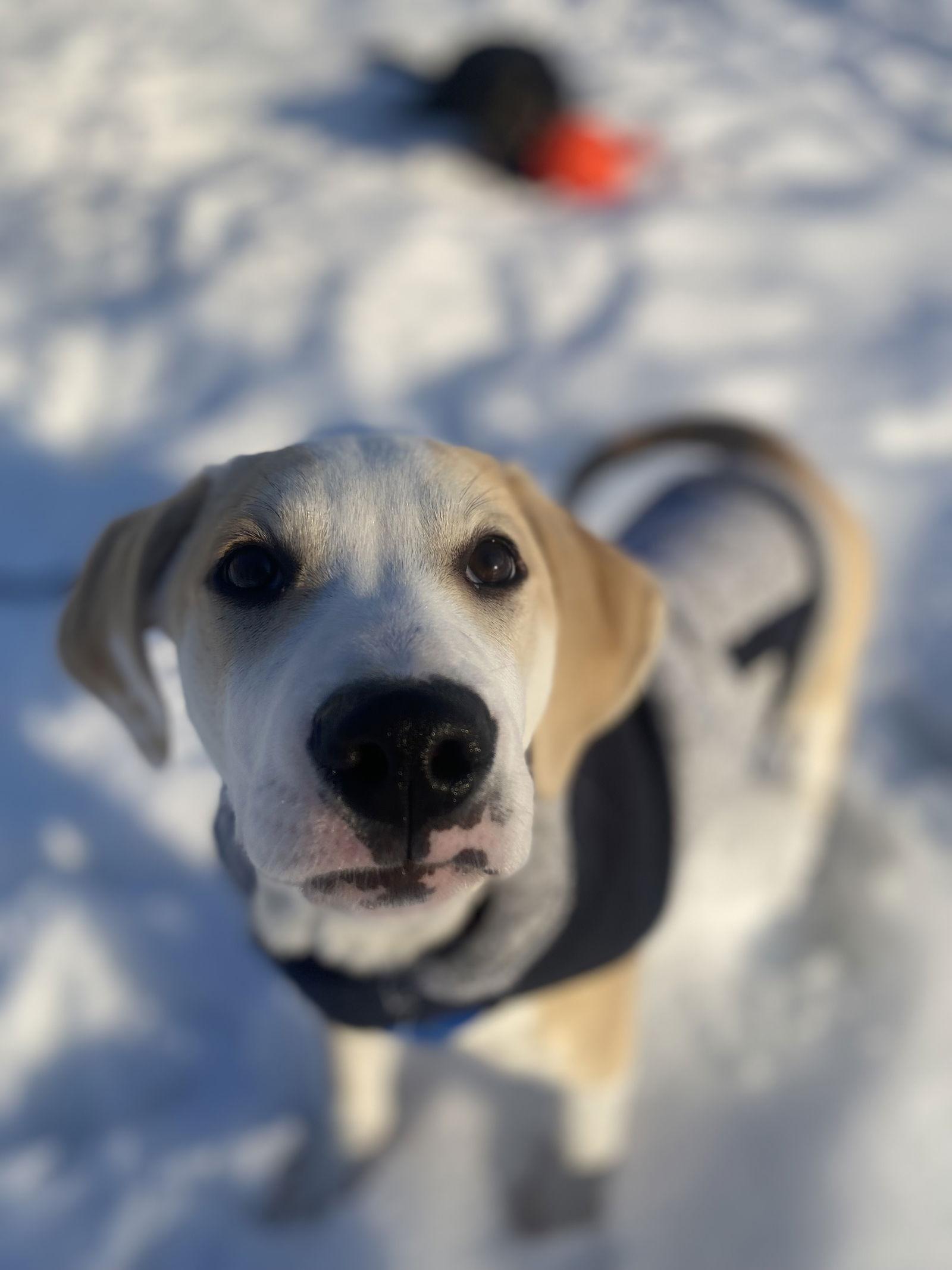Pete, a Adoptable Hound in Springville, NY image 2/3