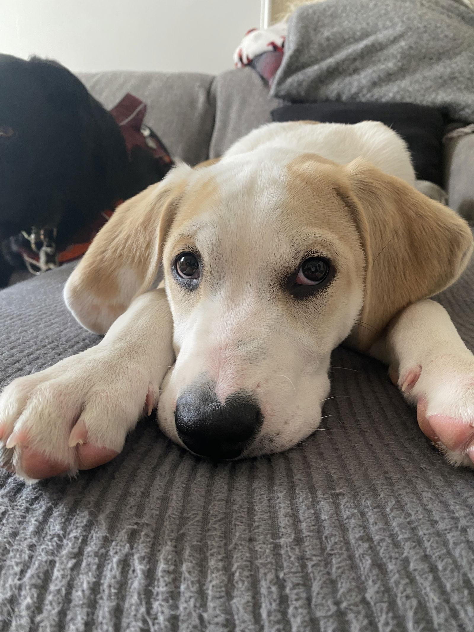 Pete, a Adoptable Hound in Springville, NY image 3/3