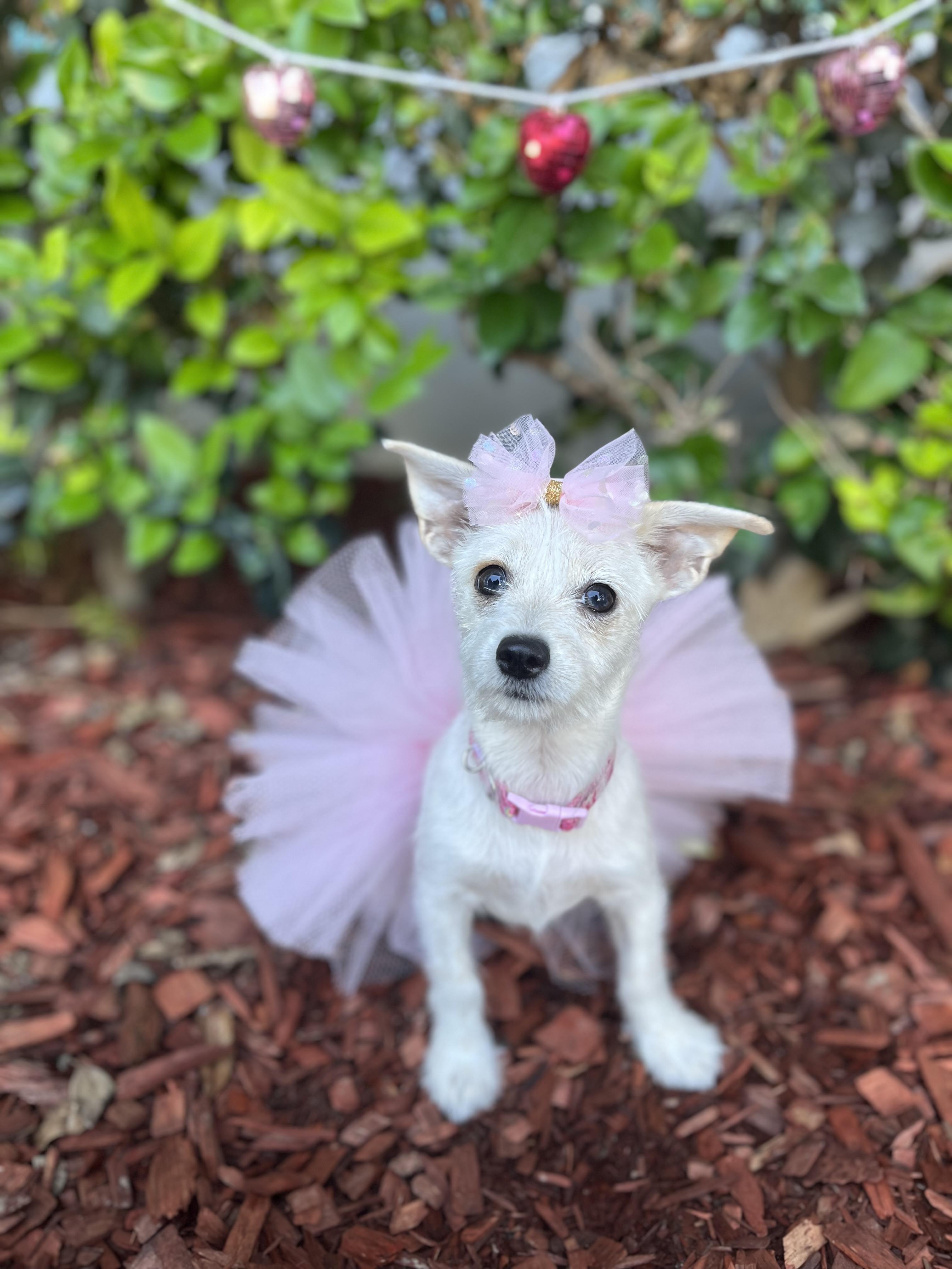 Enlarge Maya, an adopted mixed breed in South El Monte, CA image 1/4