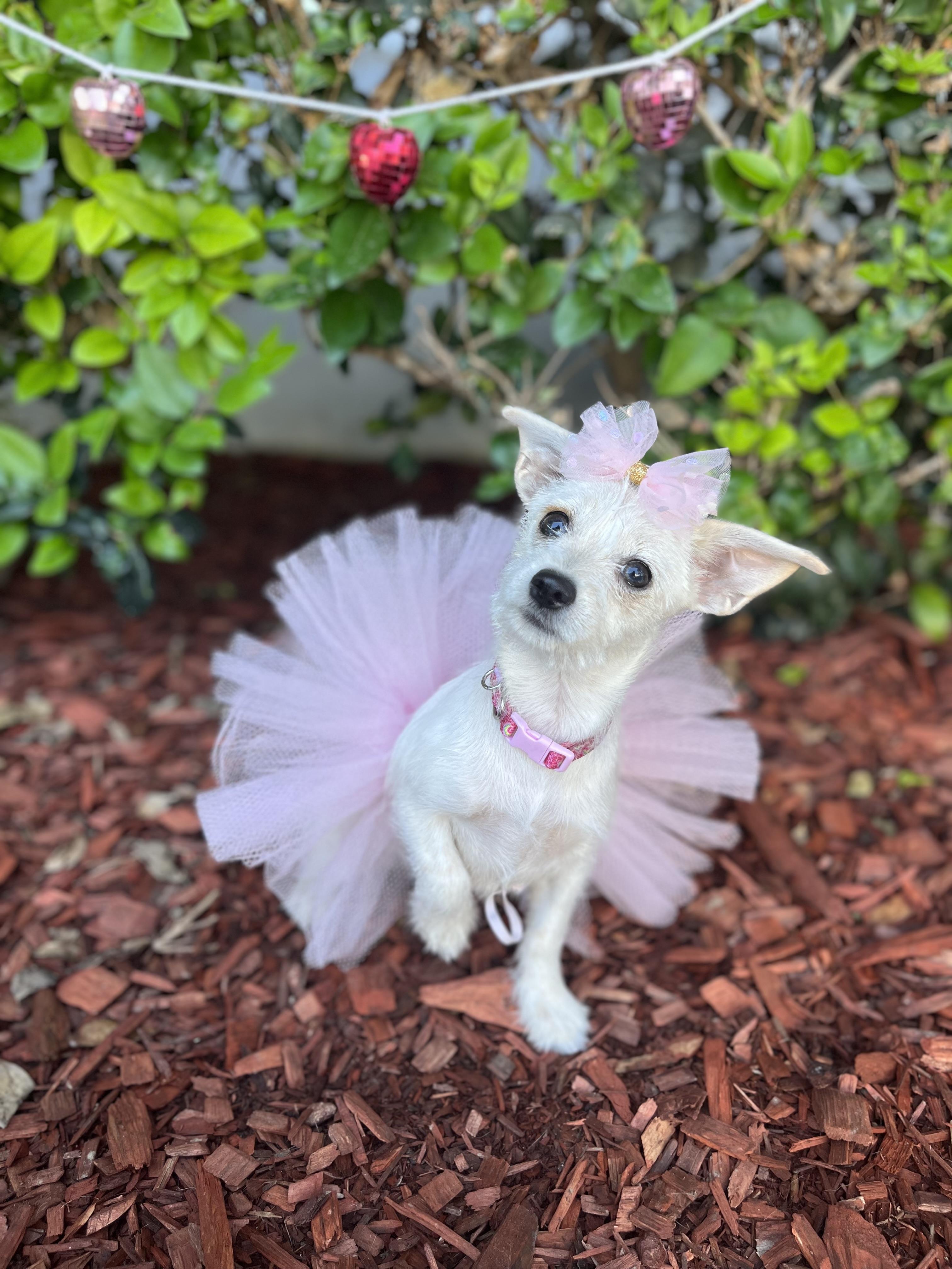 Enlarge Maya, an adopted mixed breed in South El Monte, CA image 2/4