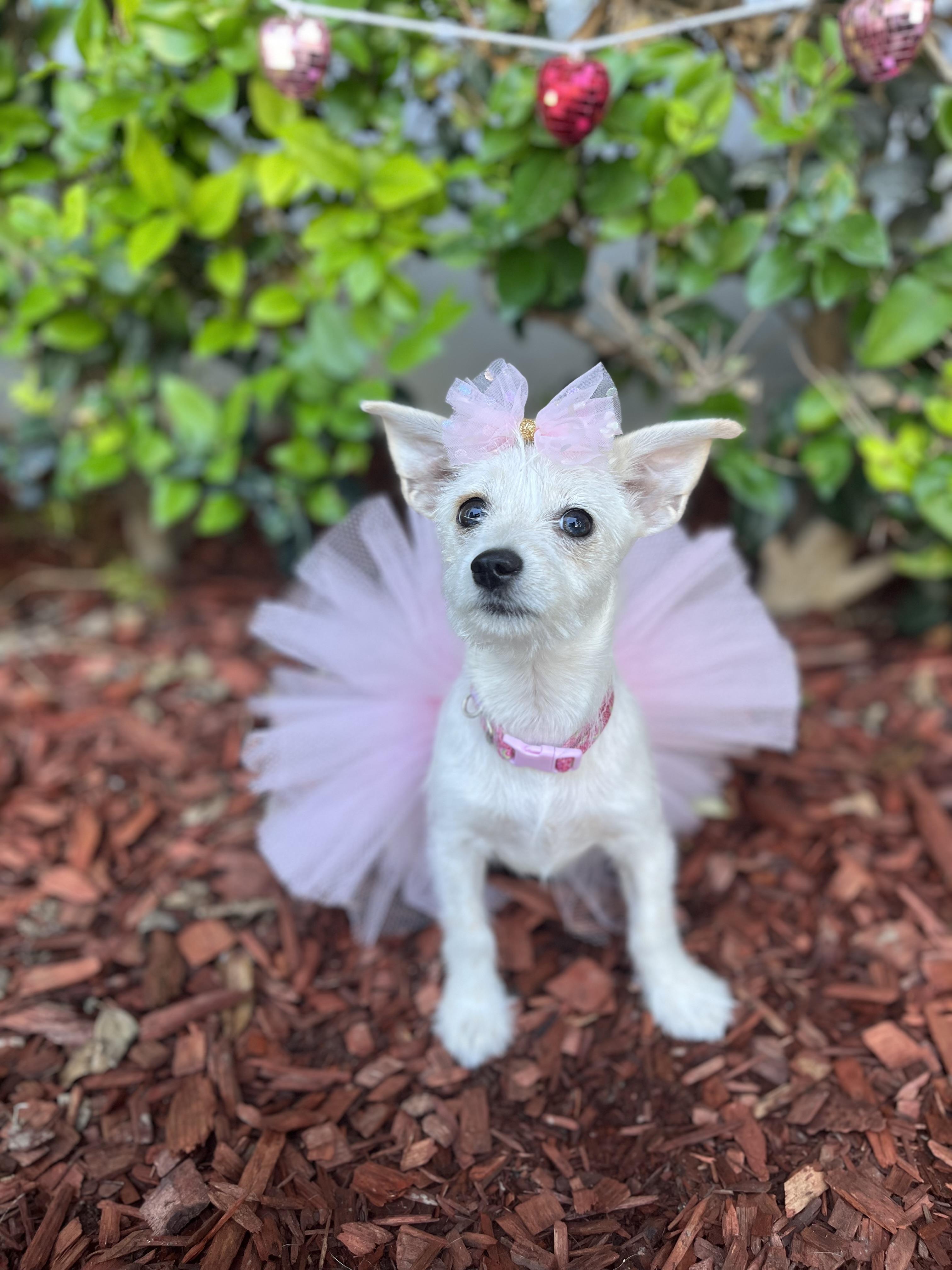 Enlarge Maya, an adopted mixed breed in South El Monte, CA image 4/4