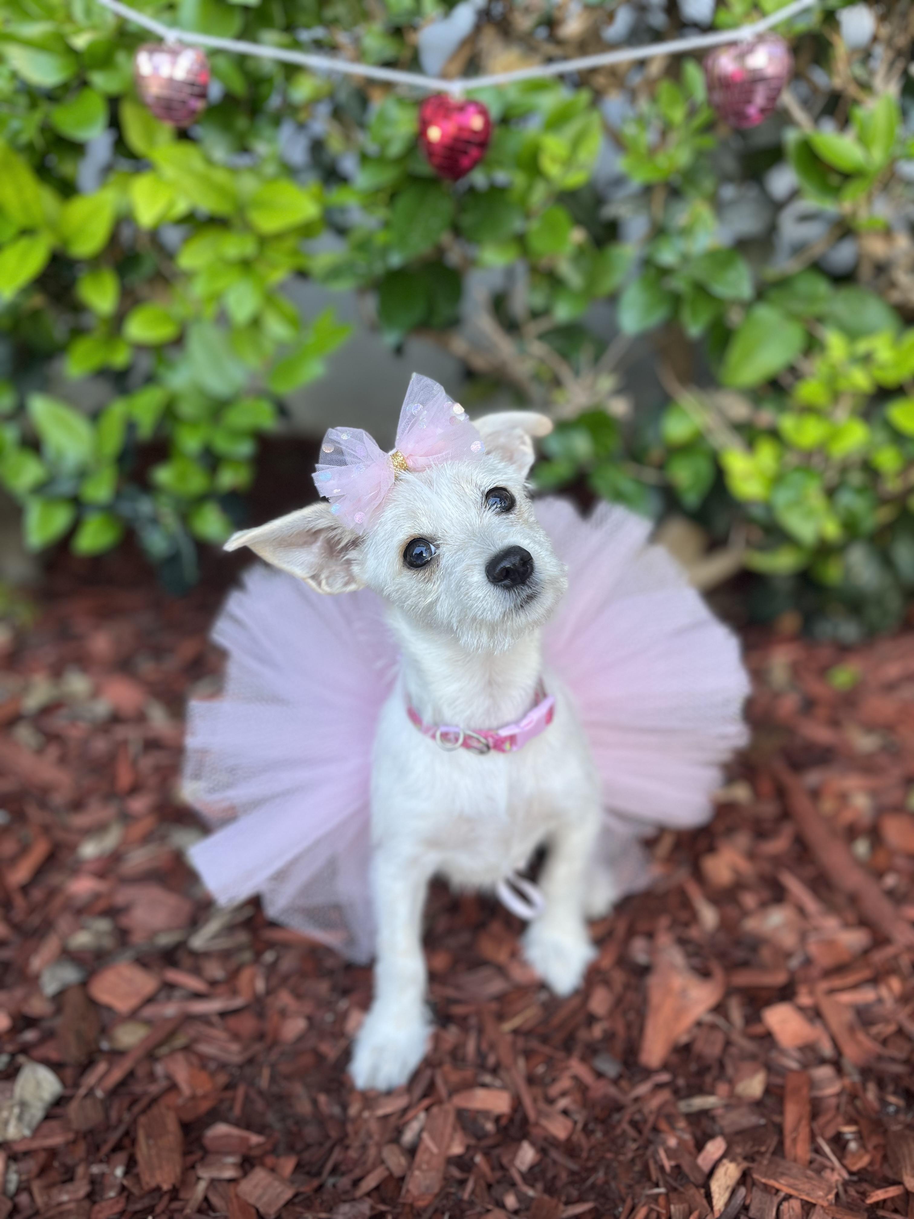 Enlarge Maya, an adopted mixed breed in South El Monte, CA image 3/4